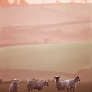 SHEEP - EVENING IN DEVON SHEEP - EVENING IN DEVON