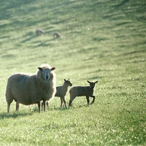 SHEEP - Ewe with lambs - backlit by early morning sun SHEEP - Ewe with lambs - backlit by early morning sun