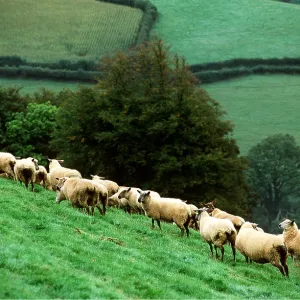 SHEEP - Ewes on grass hillside SHEEP - Ewes on grass hillside