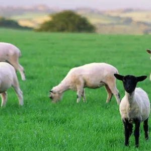 sheep farming - newly shorn flock of lambs, one sheep farming - newly shorn flock of lambs, one