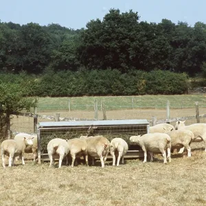 SHEEP - feeding during summer drought SHEEP - feeding during summer drought