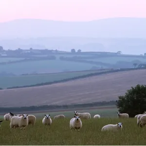 SHEEP - FLOCK AT SUNDOWN SHEEP - FLOCK AT SUNDOWN