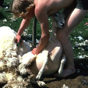 SHEEP SHEARING SHEEP SHEARING