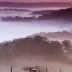 SHEEP - Solitary Ewe early in morning, Misty backdrop SHEEP - Solitary Ewe early in morning, Misty backdrop