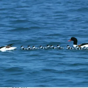 SHELDUCK - male and female adults with ducklings SHELDUCK - male and female adults with ducklings