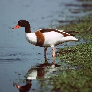 SHELDUCK - at waters edge