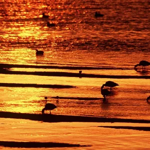 SHELDUCKS - feeding during sunset SHELDUCKS - feeding during sunset