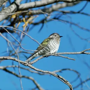Shining Bronze / Golden Bronze / Broad-billed Cuckoo Shining Bronze / Golden Bronze / Broad-billed Cuckoo