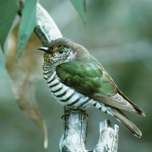 Shining Bronze / Golden Bronze / Broad-billed Cuckoo Shining Bronze / Golden Bronze / Broad-billed Cuckoo