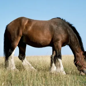 Shire HORSE - grazing, side profile Shire HORSE - grazing, side profile