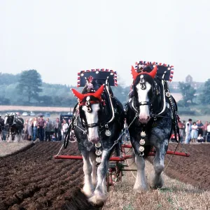 Shire HORSE - Horses ploughing Shire HORSE - Horses ploughing