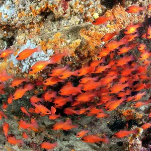 Shoal of Cardinal fish, Apogon imberbis, Ischia Island, Ital Shoal of Cardinal fish, Apogon imberbis, Ischia Island, Ital
