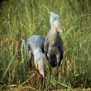SHOEBILL STORK SHOEBILL STORK