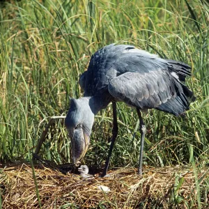 Shoebill Stork - at nest Shoebill Stork - at nest