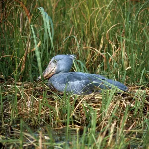 Shoebill / Whale-head Stork - on nest Shoebill / Whale-head Stork - on nest
