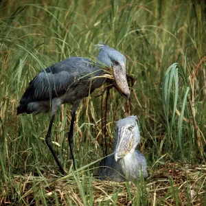 Shoebill / Whale-head Stork - pair at nest Shoebill / Whale-head Stork - pair at nest