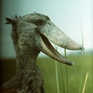 SHOEBILL / WHALE-HEADED STORK - close-up of head SHOEBILL / WHALE-HEADED STORK - close-up of head