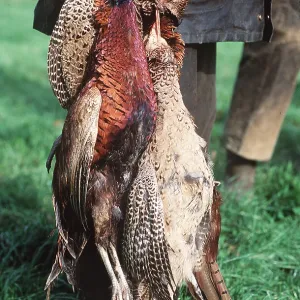 SHOOTING - Dead Pheasants in beater's hand SHOOTING - Dead Pheasants in beater's hand