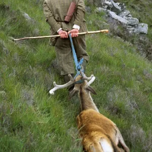 SHOOTING - Stalker With dead Red Deer (Cervus elaphus) SHOOTING - Stalker With dead Red Deer (Cervus elaphus)