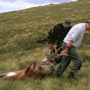 SHOOTING - Stalkers With Dead Red Deer Stag kill SHOOTING - Stalkers With Dead Red Deer Stag kill