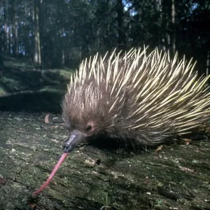 Short-beaked Echidna