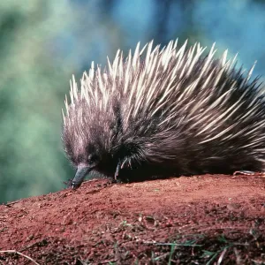Short-beaked / short-nosed / Spiny ECHIDNA - Also