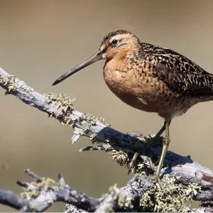 SHORT BILLED DOWITCHER SHORT BILLED DOWITCHER
