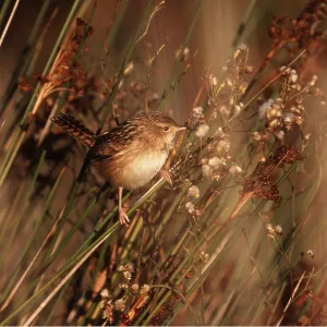 Short-billed Marsh Wren - perched on reeds Short-billed Marsh Wren - perched on reeds