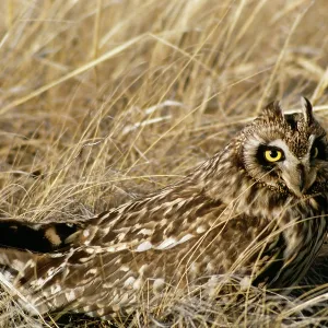 Short-eared Owl Short-eared Owl