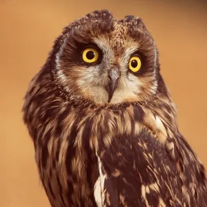 SHORT-EARED OWL - close-up of head and shoulders SHORT-EARED OWL - close-up of head and shoulders