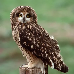 SHORT-EARED OWL - perched on post SHORT-EARED OWL - perched on post