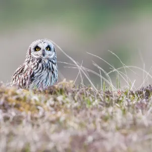 Short-eared owl - Single adult perching on moorland Short-eared owl - Single adult perching on moorland