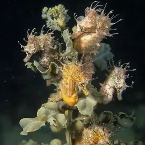 Short head seahorse - group on seaweed Short head seahorse - group on seaweed