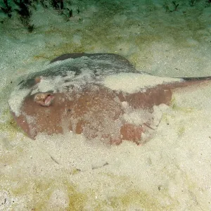 Short-tail Stingray Short-tail Stingray