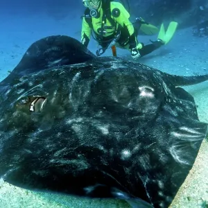 Short-tail Stingray - and diver Short-tail Stingray - and diver