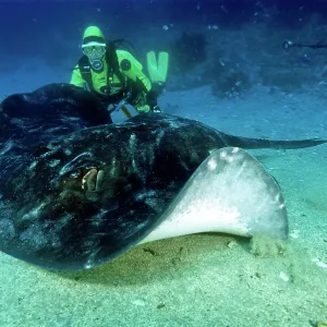 Short-tail Stingray - and diver Short-tail Stingray - and diver
