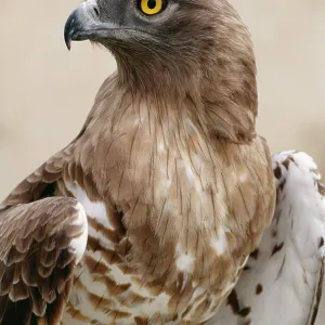 Short Toed Eagle Short Toed Eagle