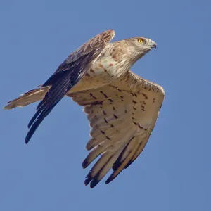 Short-toed Eagle - in flight on migration over