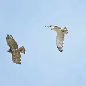 Short-toed Eagles in flight on migration - Adult