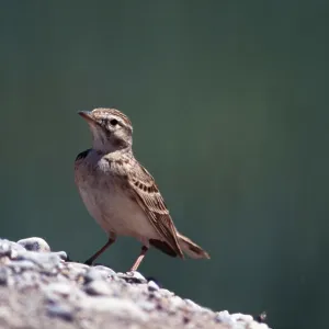 SHORT-TOED LARK