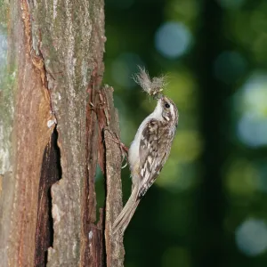 Short-toed TREECREEPER -Climbing tree trunk with Short-toed TREECREEPER -Climbing tree trunk with