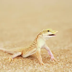 Shovel-snouted Lizard Shovel-snouted Lizard