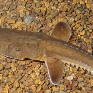 Shovelnose Sturgeon Shovelnose Sturgeon