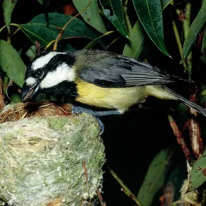 SHRIKE TIT / Crested Shrike Tit - Eastern female at nest SHRIKE TIT / Crested Shrike Tit - Eastern female at nest