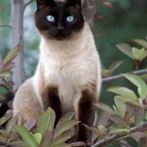 Siamese Cat - Female sitting in tree Siamese Cat - Female sitting in tree