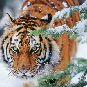 Siberian / Amur TIGER - close-up of face