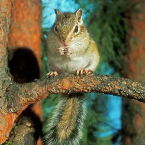 Siberian Chipmunk - feeding on pine tree Siberian Chipmunk - feeding on pine tree