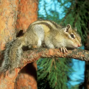 Siberian Chipmunk - hiding on pine tree Siberian Chipmunk - hiding on pine tree
