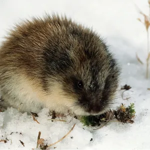 SIBERIAN LEMMING - close-up, feeding in snow SIBERIAN LEMMING - close-up, feeding in snow