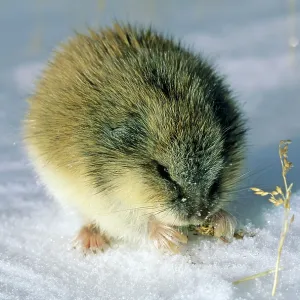 SIBERIAN LEMMING - Feeding on dry grass SIBERIAN LEMMING - Feeding on dry grass